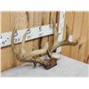 Image 2 : Vintage 4x4 Whitetail Antlers On Skull Plate