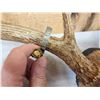 Image 4 : Vintage 4x4 Whitetail Antlers On Skull Plate