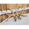 Image 10 : 3 Sets Of Whitetail Shed Antlers