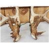 Image 11 : 3 Sets Of Whitetail Shed Antlers