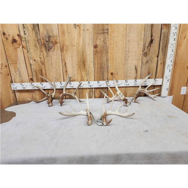 3 Sets Of Whitetail Shed Antlers
