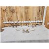 Image 1 : 3 Sets Of Whitetail Shed Antlers