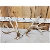 Image 2 : 3 Sets Of Whitetail Shed Antlers