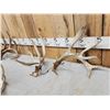 Image 3 : 3 Sets Of Whitetail Shed Antlers