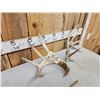 Image 4 : 3 Sets Of Whitetail Shed Antlers