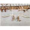 Image 5 : 3 Sets Of Whitetail Shed Antlers