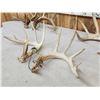 Image 6 : 3 Sets Of Whitetail Shed Antlers