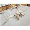 Image 7 : 3 Sets Of Whitetail Shed Antlers