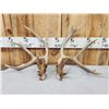 Image 8 : 3 Sets Of Whitetail Shed Antlers
