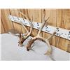 Image 9 : 3 Sets Of Whitetail Shed Antlers