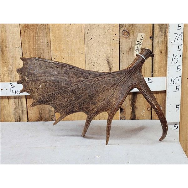 10 Lbs Self Standing Alaskan Moose Shed Antler