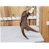 Image 2 : 10 Lbs Self Standing Alaskan Moose Shed Antler