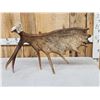 Image 3 : 10 Lbs Self Standing Alaskan Moose Shed Antler
