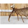 Image 4 : 10 Lbs Self Standing Alaskan Moose Shed Antler