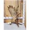 Image 5 : 10 Lbs Self Standing Alaskan Moose Shed Antler