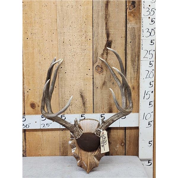 Big 6x5 Mule Deer Antlers On Plaque