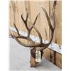 Image 2 : Big 6x5 Mule Deer Antlers On Plaque