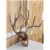 Image 3 : Big 6x5 Mule Deer Antlers On Plaque