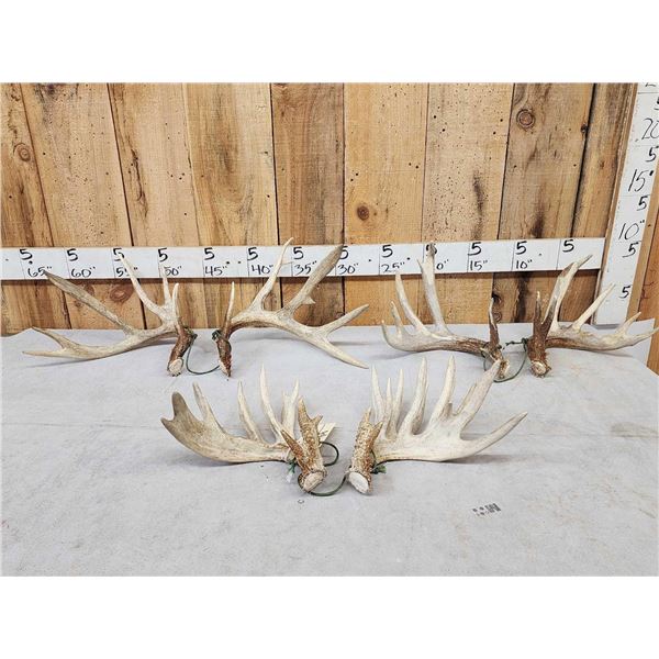 3 Sets Of Whitetail Shed Antlers