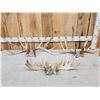 Image 1 : 3 Sets Of Whitetail Shed Antlers