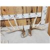 Image 3 : 3 Sets Of Whitetail Shed Antlers