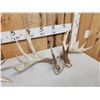 Image 4 : 3 Sets Of Whitetail Shed Antlers