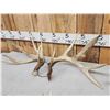 Image 5 : 3 Sets Of Whitetail Shed Antlers
