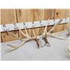 Image 6 : 3 Sets Of Whitetail Shed Antlers