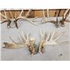 Image 7 : 3 Sets Of Whitetail Shed Antlers