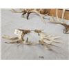 Image 8 : 3 Sets Of Whitetail Shed Antlers