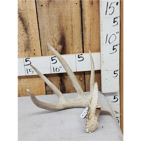 83 2/8" Wild Whitetail Shed Antler