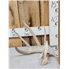 Image 1 : 83 2/8" Wild Whitetail Shed Antler
