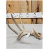 Image 2 : 83 2/8" Wild Whitetail Shed Antler