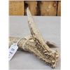Image 3 : 83 2/8" Wild Whitetail Shed Antler