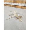 Image 5 : 83 2/8" Wild Whitetail Shed Antler
