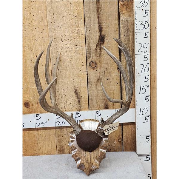 Big 5x5 Mule Deer Antlers On Plaque