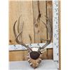 Image 1 : Big 5x5 Mule Deer Antlers On Plaque