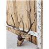 Image 2 : Big 5x5 Mule Deer Antlers On Plaque