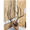 Image 3 : Big 5x5 Mule Deer Antlers On Plaque