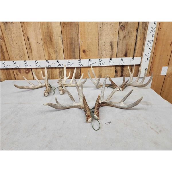 3 Sets Of Whitetail Shed Antlers
