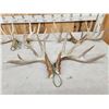 Image 2 : 3 Sets Of Whitetail Shed Antlers