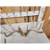 Image 3 : 3 Sets Of Whitetail Shed Antlers
