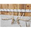 Image 4 : 3 Sets Of Whitetail Shed Antlers
