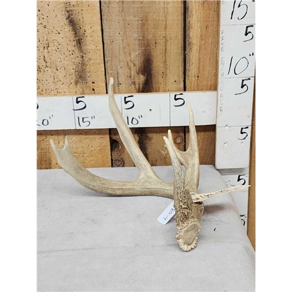 80 4/8" Wild Whitetail Shed Antler