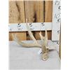 Image 1 : 80 4/8" Wild Whitetail Shed Antler
