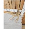 Image 3 : 80 4/8" Wild Whitetail Shed Antler