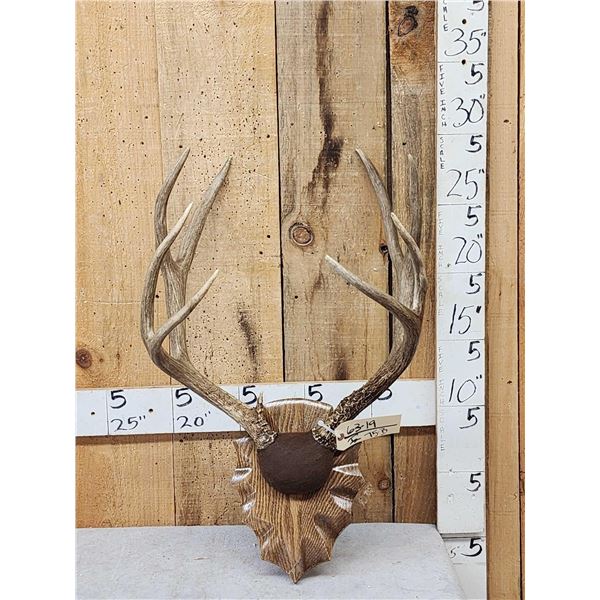 Big 4x5 Mule Deer Antlers On Plaque
