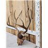 Image 2 : Big 4x5 Mule Deer Antlers On Plaque