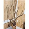 Image 3 : Big 4x5 Mule Deer Antlers On Plaque