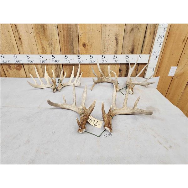 3 Sets Of Whitetail Shed Antlers